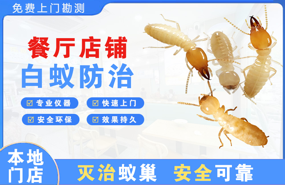 韶关餐厅店铺白蚁防治